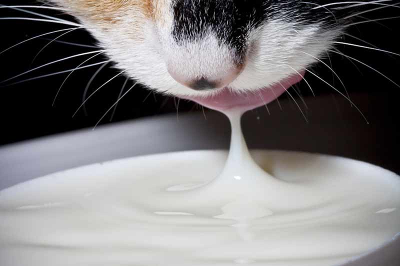 گربه شیر