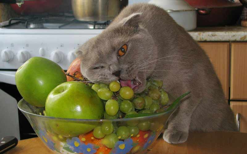 گربه ها و انگور
