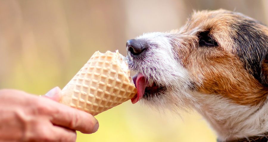 بستنی مناسب برای سگ