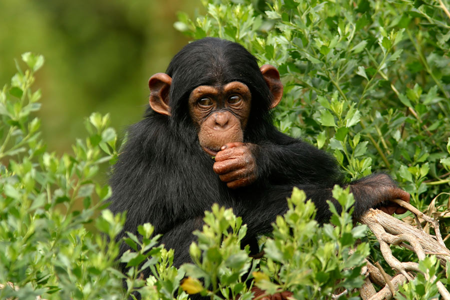 شامپانزه باهوش