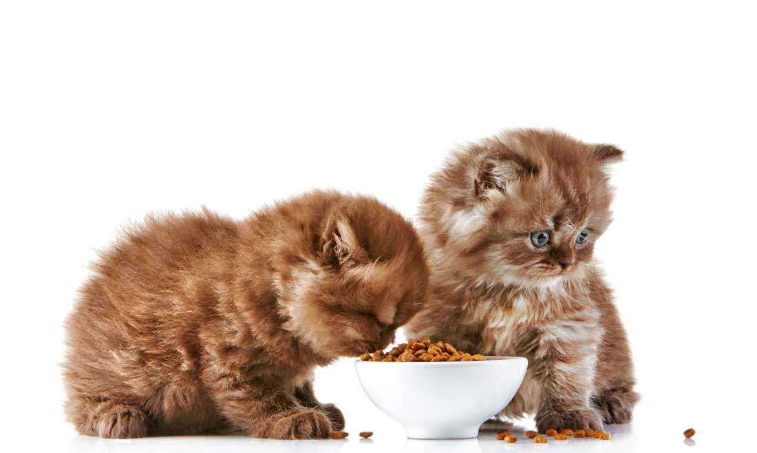مواد غذایی مضر برای گربه ها