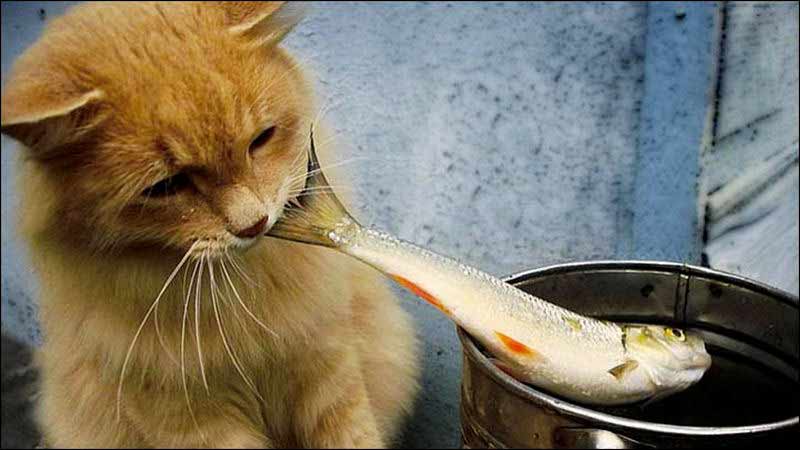 گربه و ماهی خام