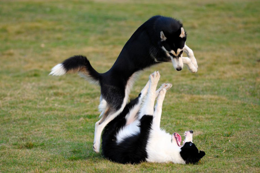 بازی سگ ها با یکدیگر