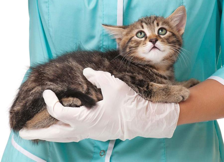 بچه گربه و دامپزشک