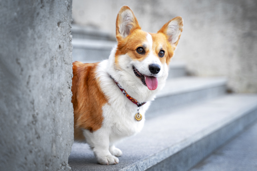 معرفی 10 نژاد سگ که رفتار دوستانه‌تری دارند - مجله اینترنتی پت ها