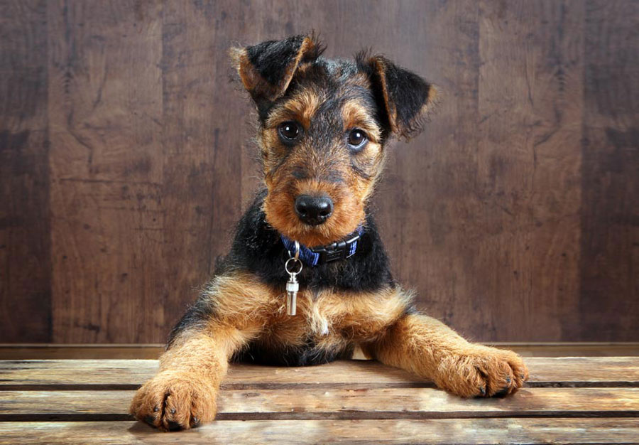 ایردل تریر (Airedale Terrier)