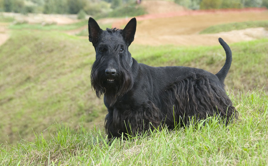 تریر اسکاتلندی (Scottish Terrier)