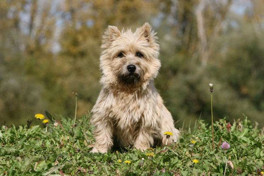 کی‌رن تریر (Cairn Terrier)