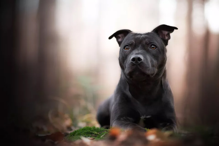 استافوردشایر بول تریر (Staffordshire Bull Terrier)