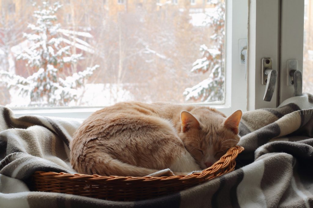 استراحت گربه در سبد گرم