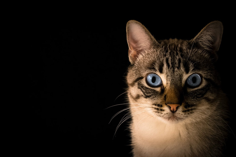 گربه چشم آبی